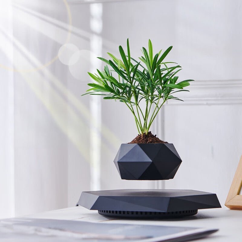 How a Levitating Planter Transformed My Cluttered Workspace - PandaLane