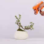 Simple Striped Potted Plant Ornament - PandaLane